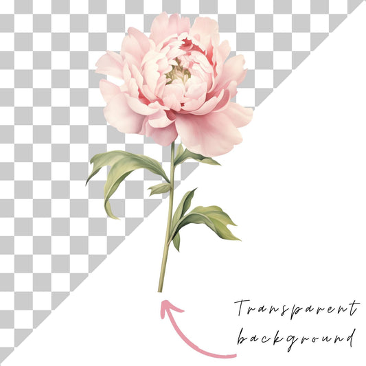 Pink Peony Clipart Single