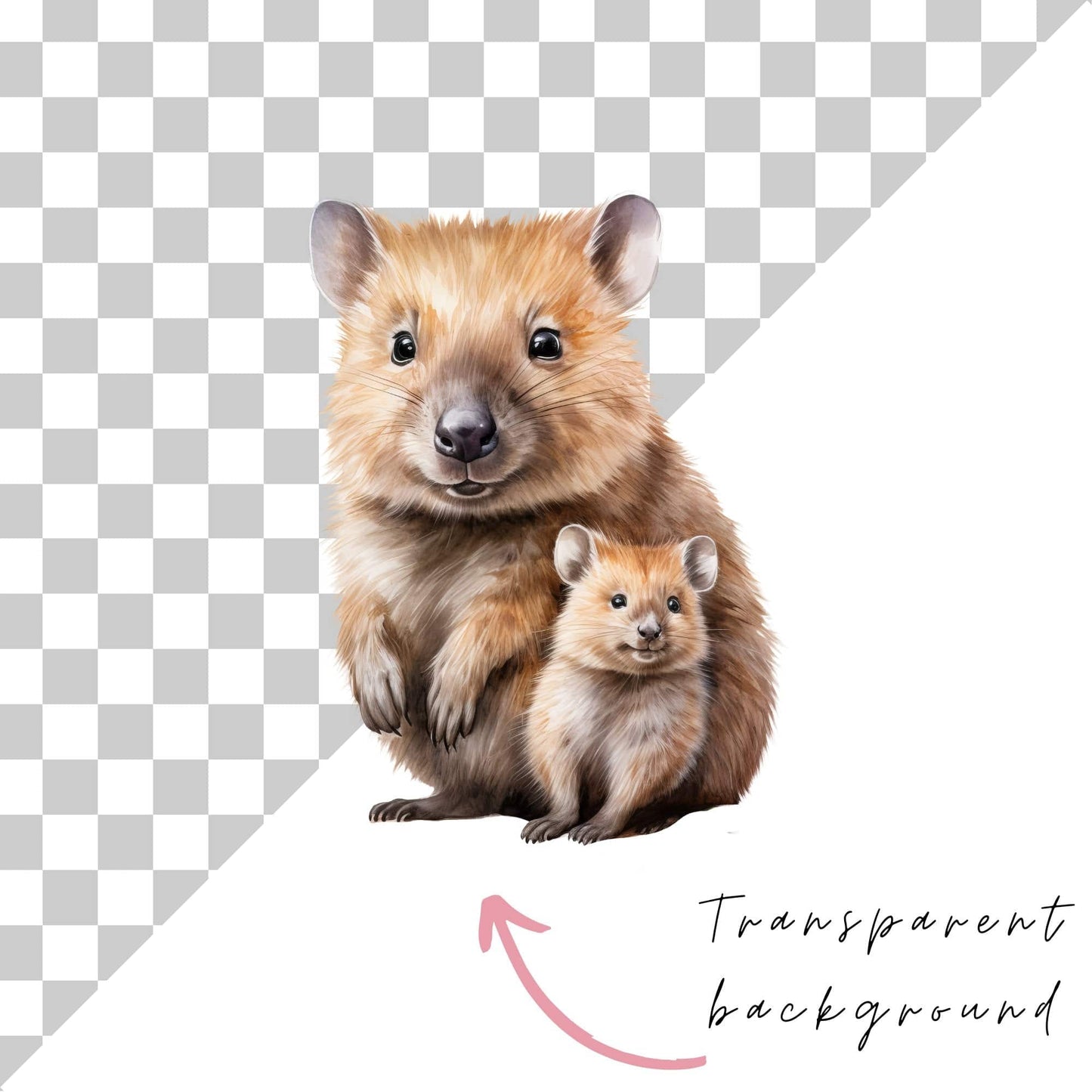 Realistic Watercolor Quokka Clipart