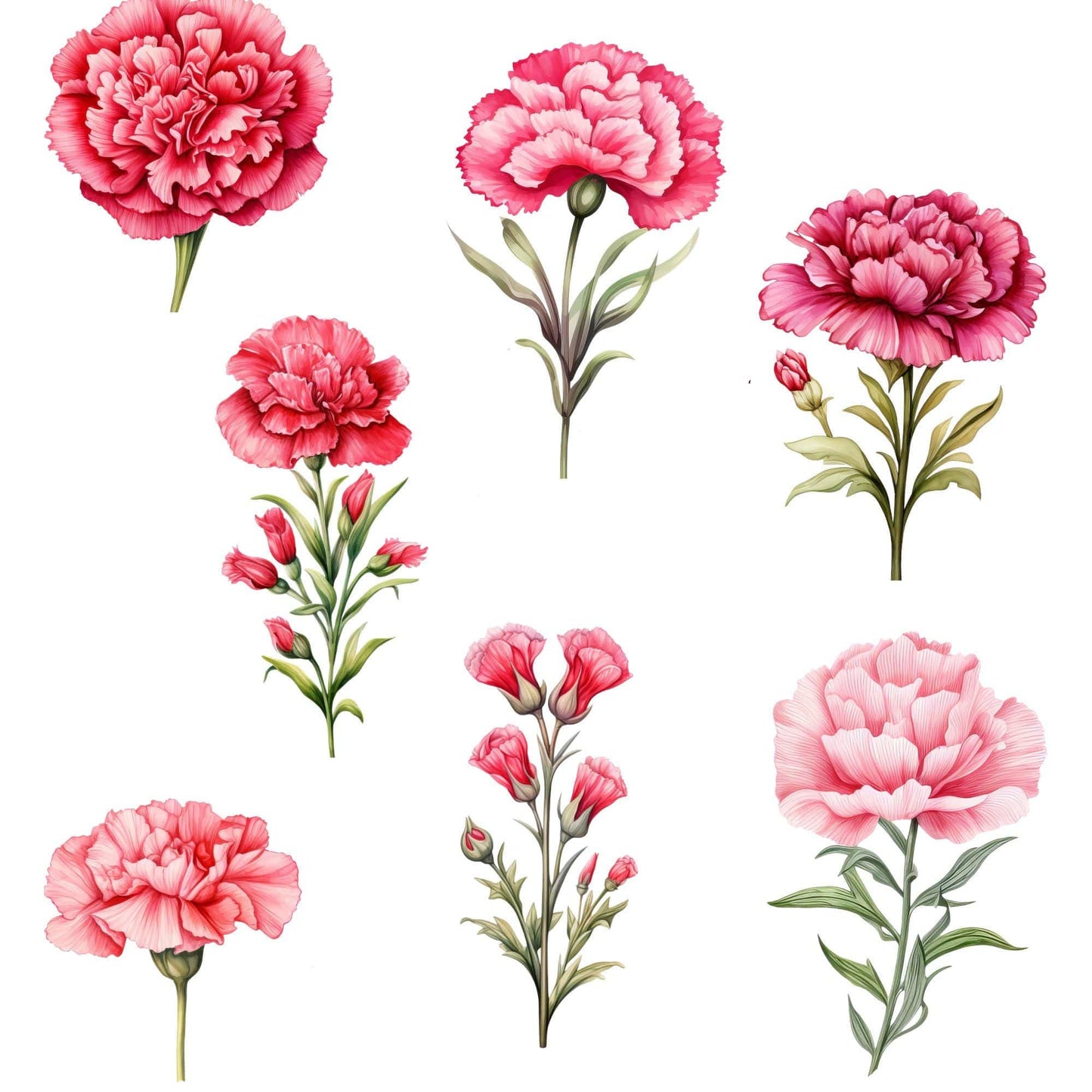 Red and Pink Carnation Clipart