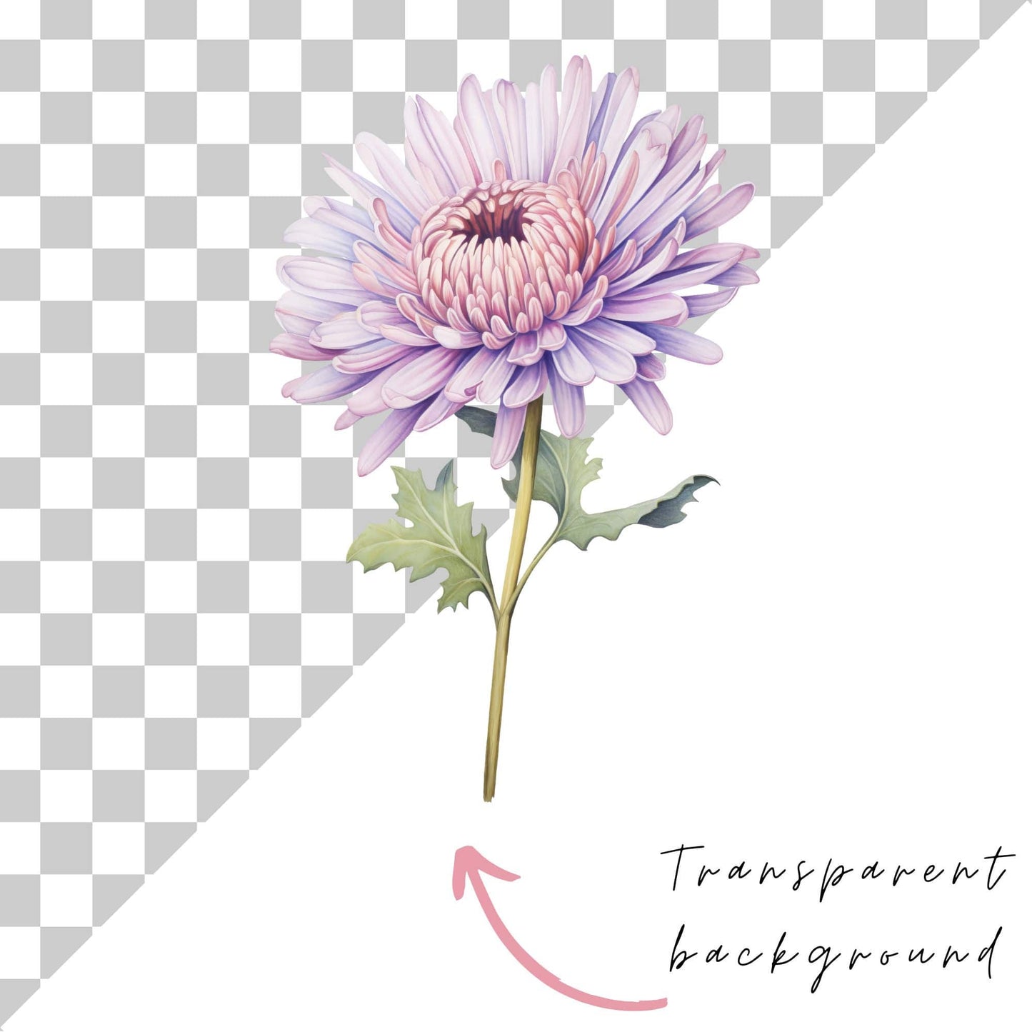Watercolor Birth Month Flower Clipart