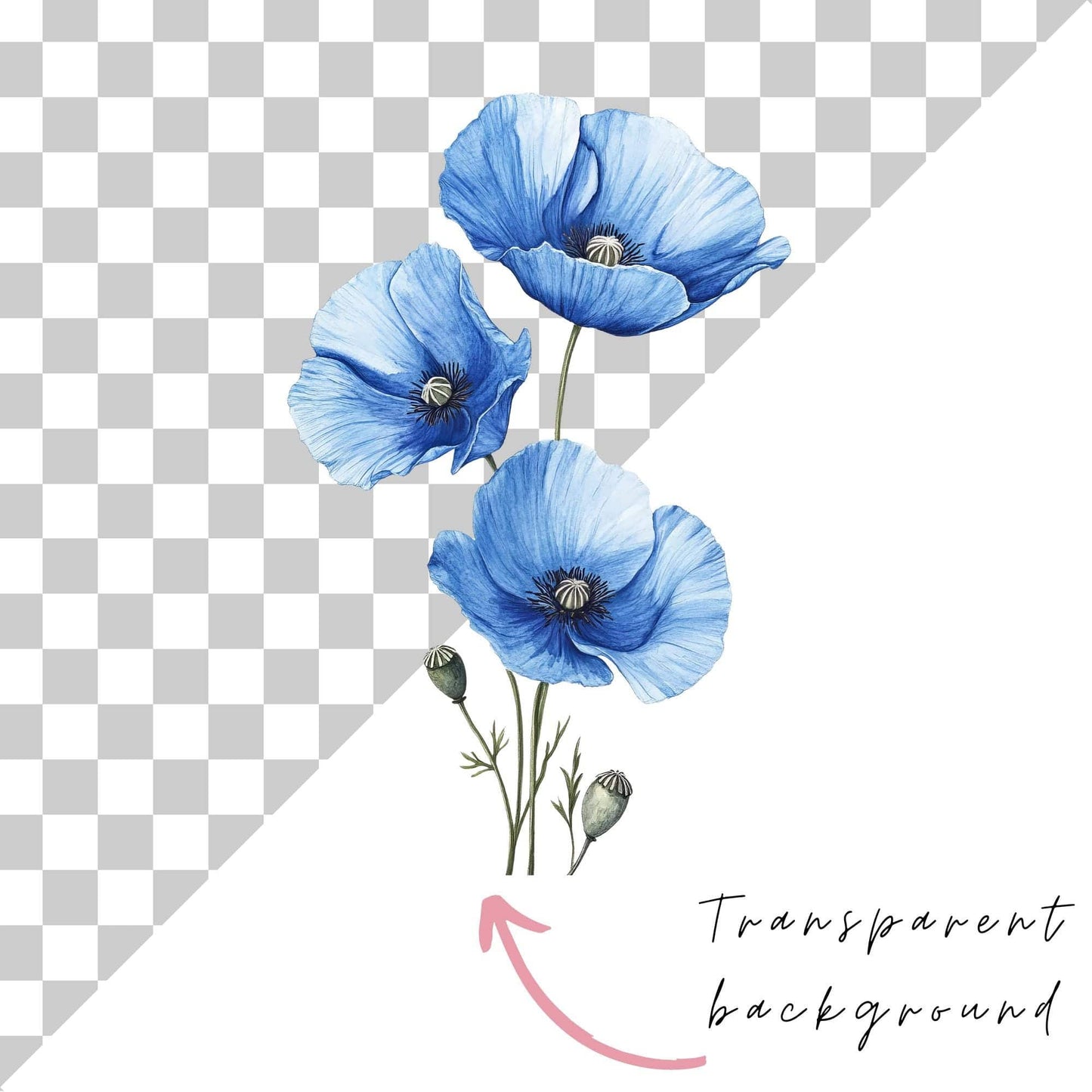 Watercolor Blue Poppy Clipart