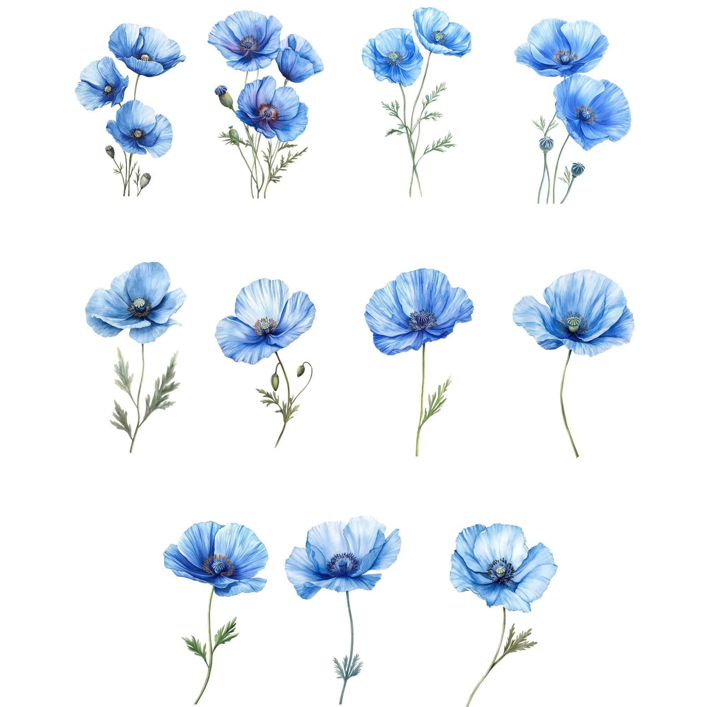 Watercolor Blue Poppy Clipart