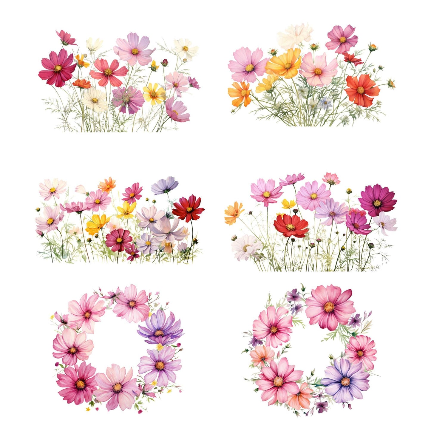 Watercolor Cosmos floral Clipart