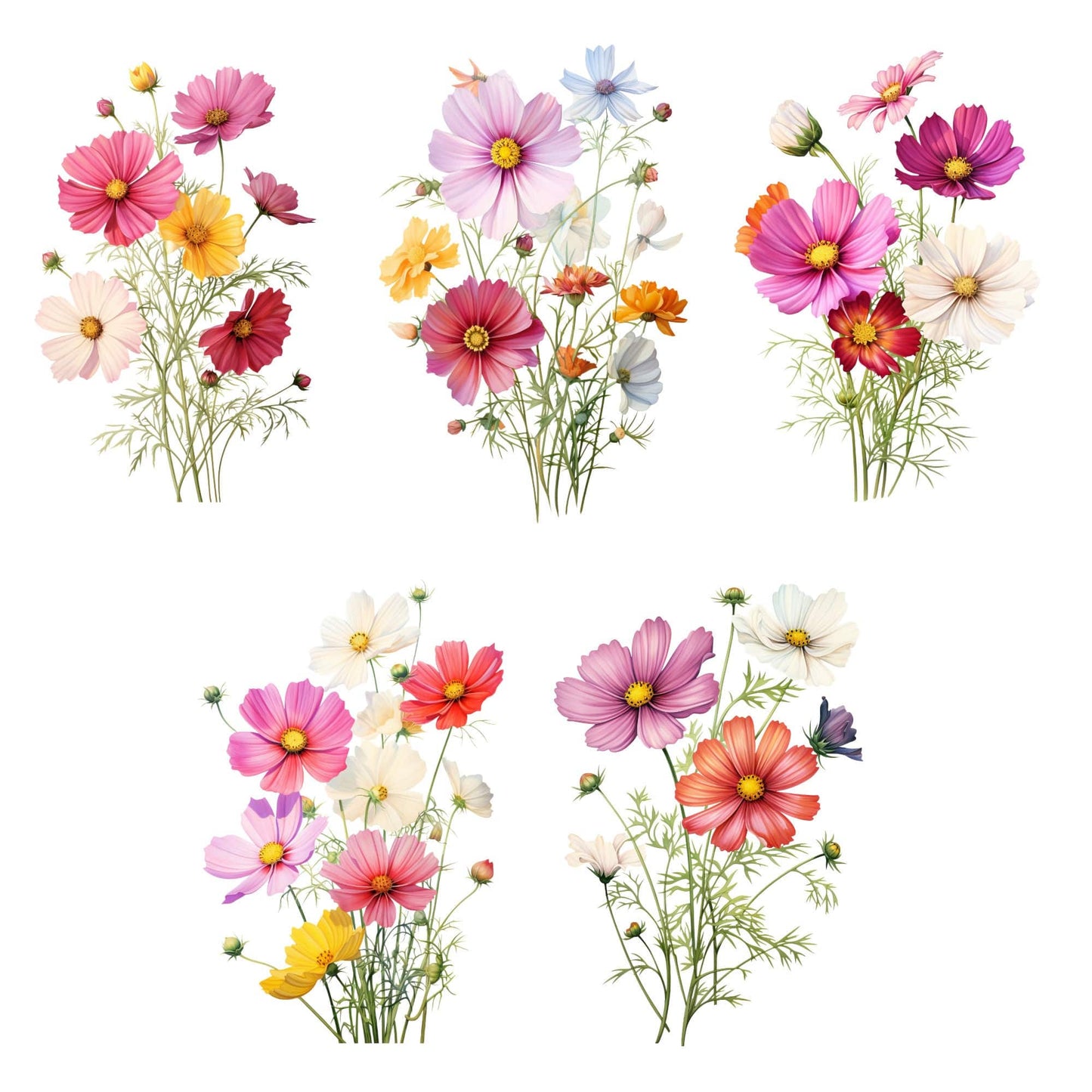 Watercolor Cosmos floral Clipart