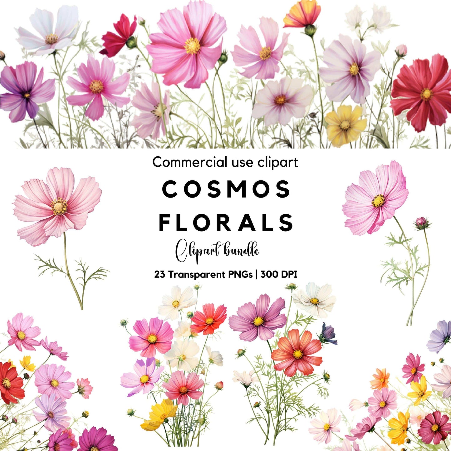 Watercolor Cosmos floral Clipart