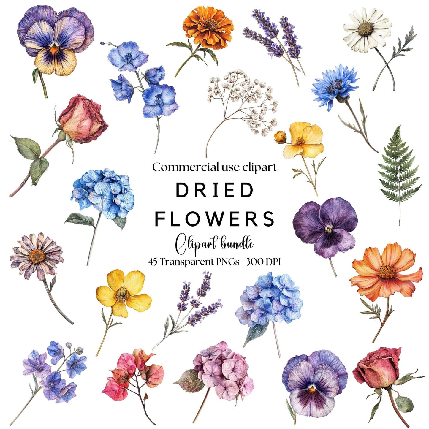 Watercolor Dried Flowers Clipart