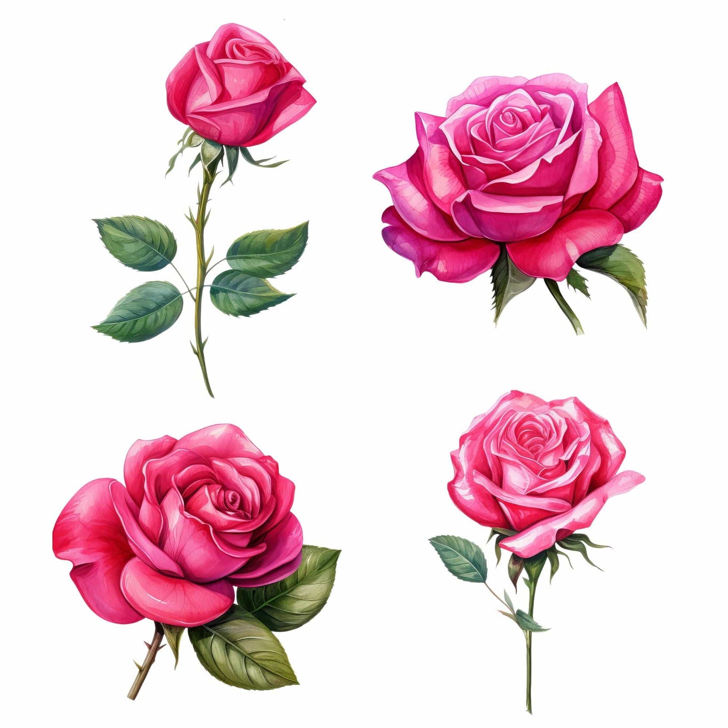Watercolor Fuchsia Rose Floral Clipart