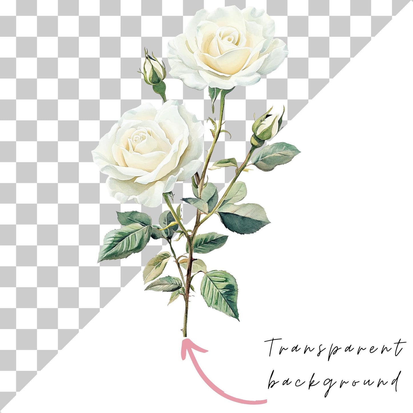 Watercolor Ivory White Roses Clipart