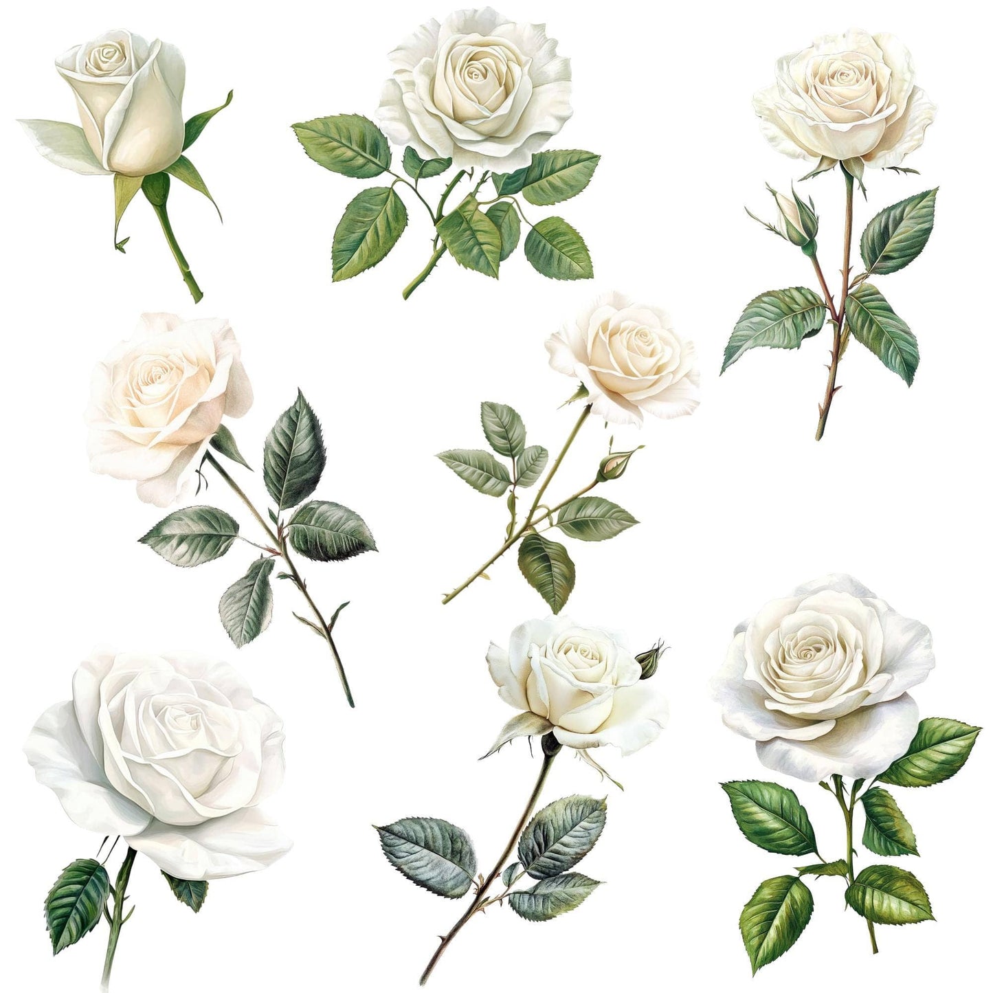Watercolor Ivory White Roses Clipart