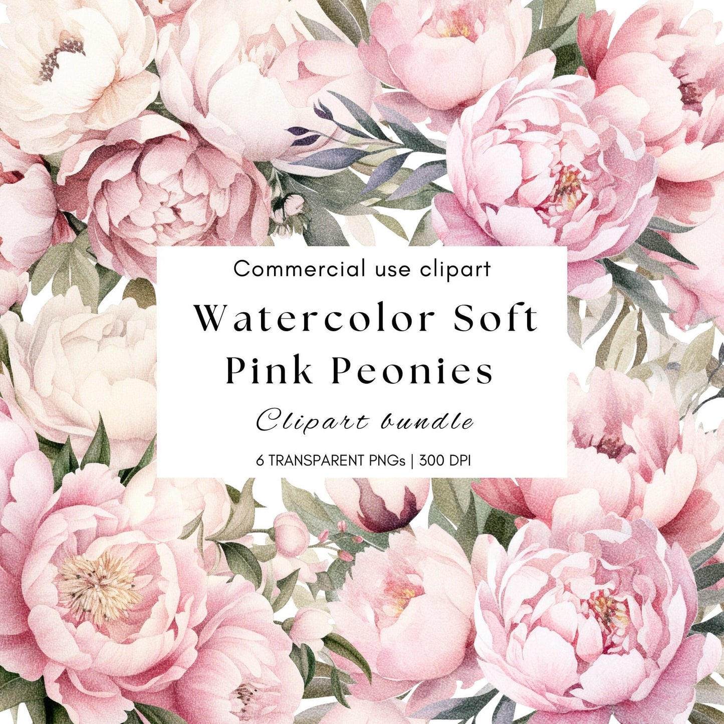 Watercolor Soft Pink Peony Floral Clipart