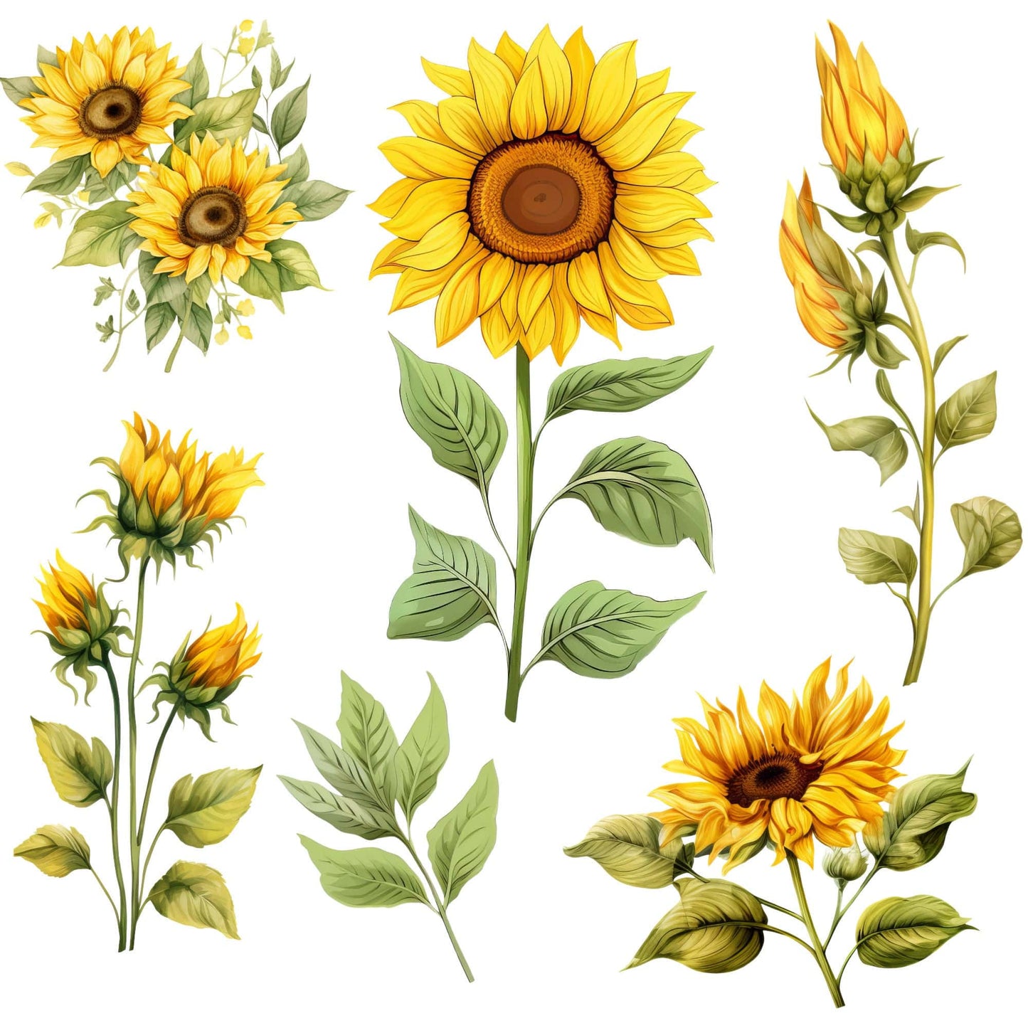 Watercolor Sunflower Clipart