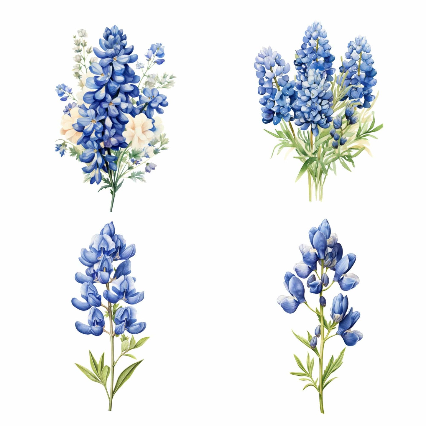 Watercolor Texas Bluebonnet floral Clipart