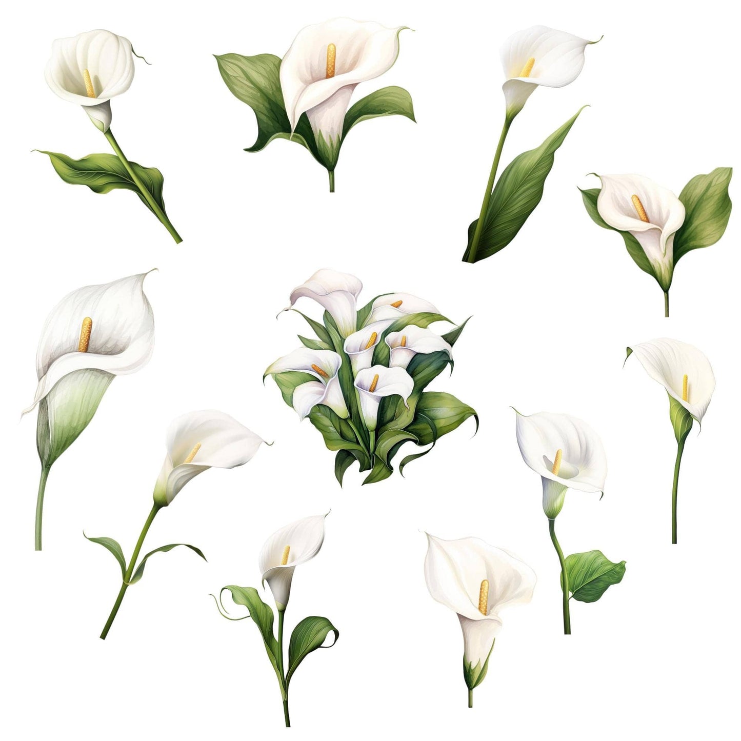 Watercolor White Calla Lily Clipart