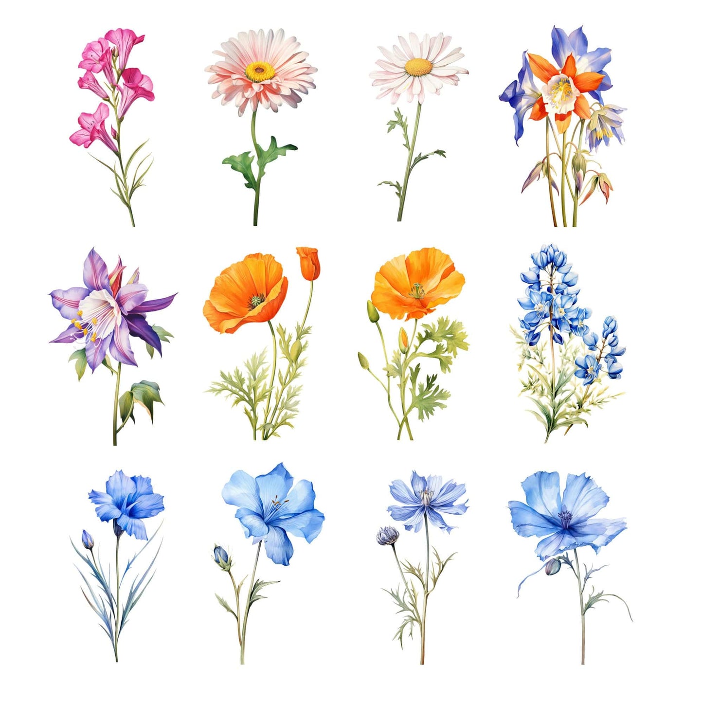 Watercolor Wild Flower Clipart