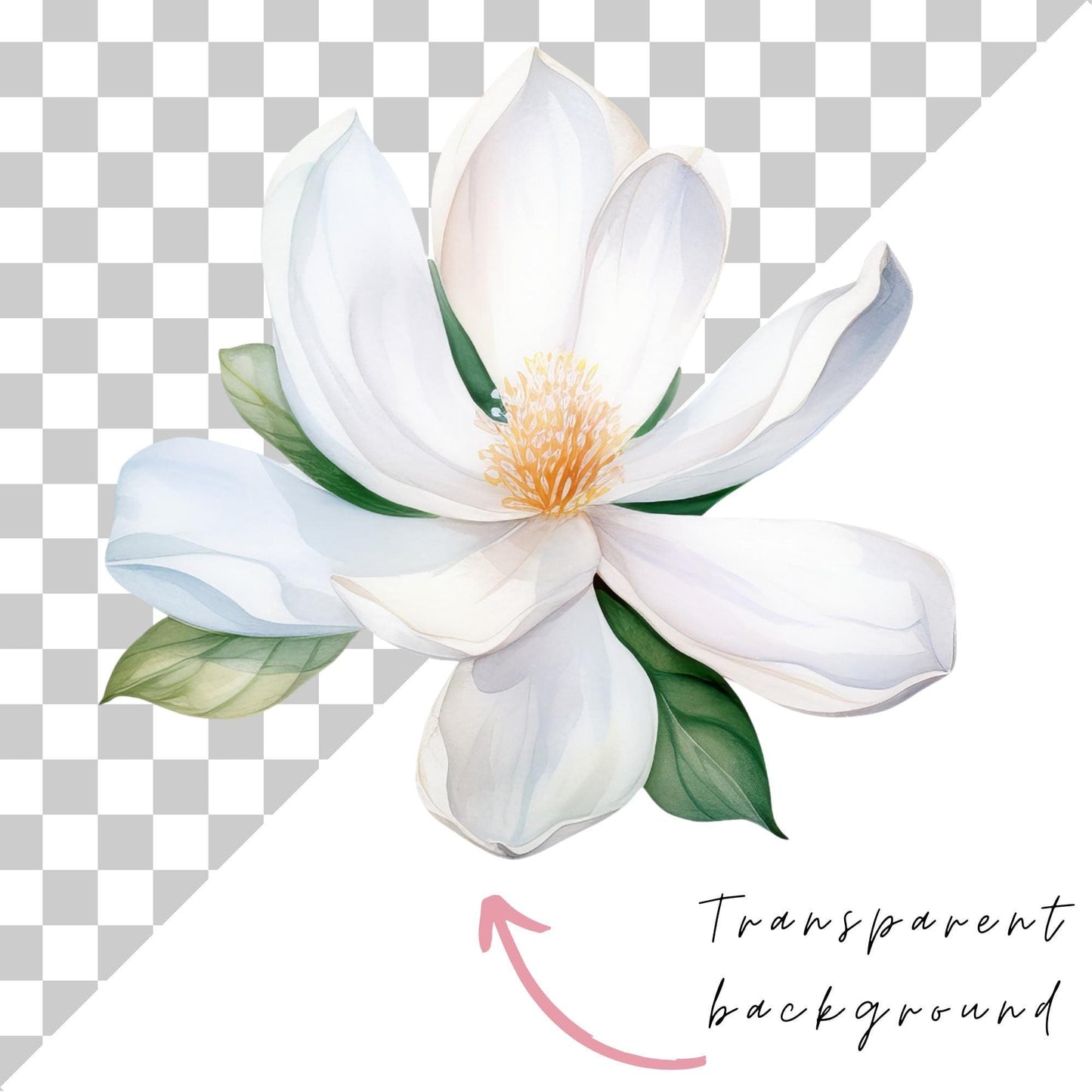 White Magnolia Clipart