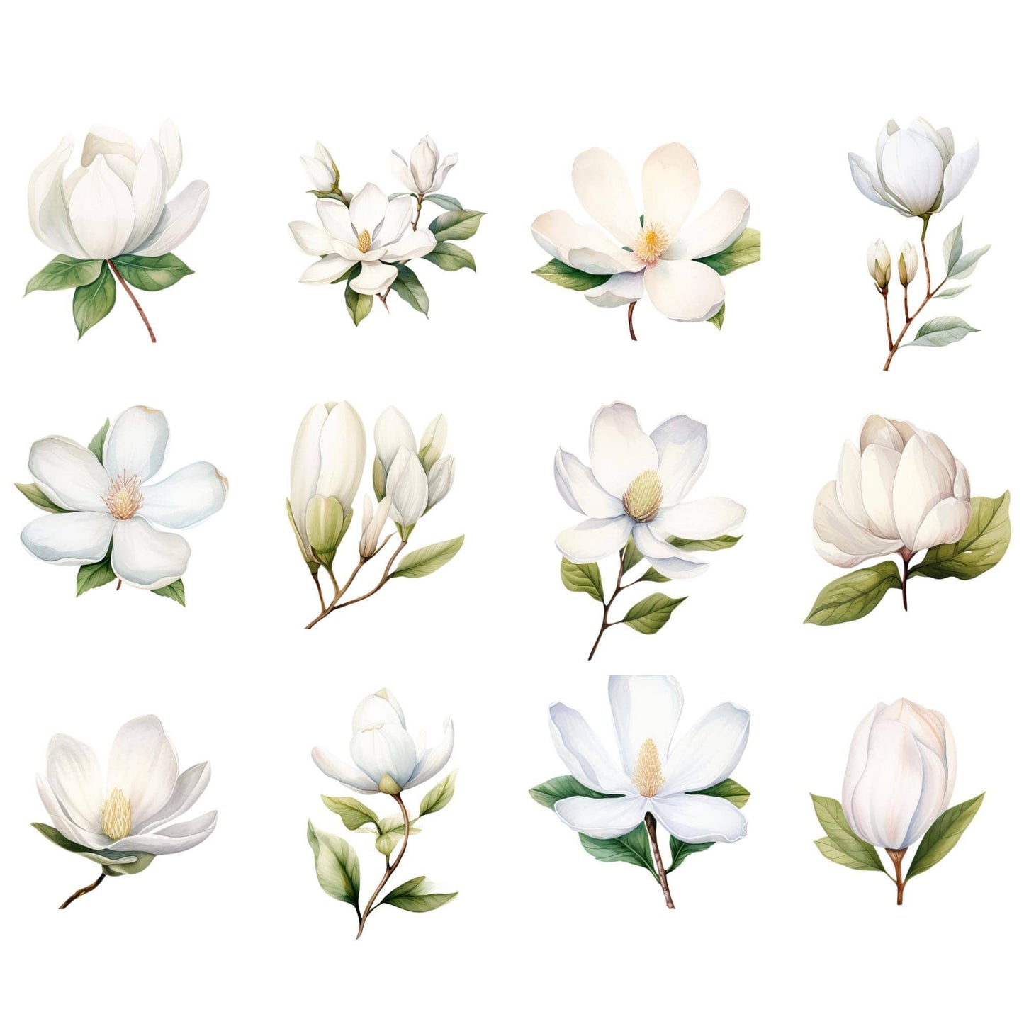 White Magnolia Clipart