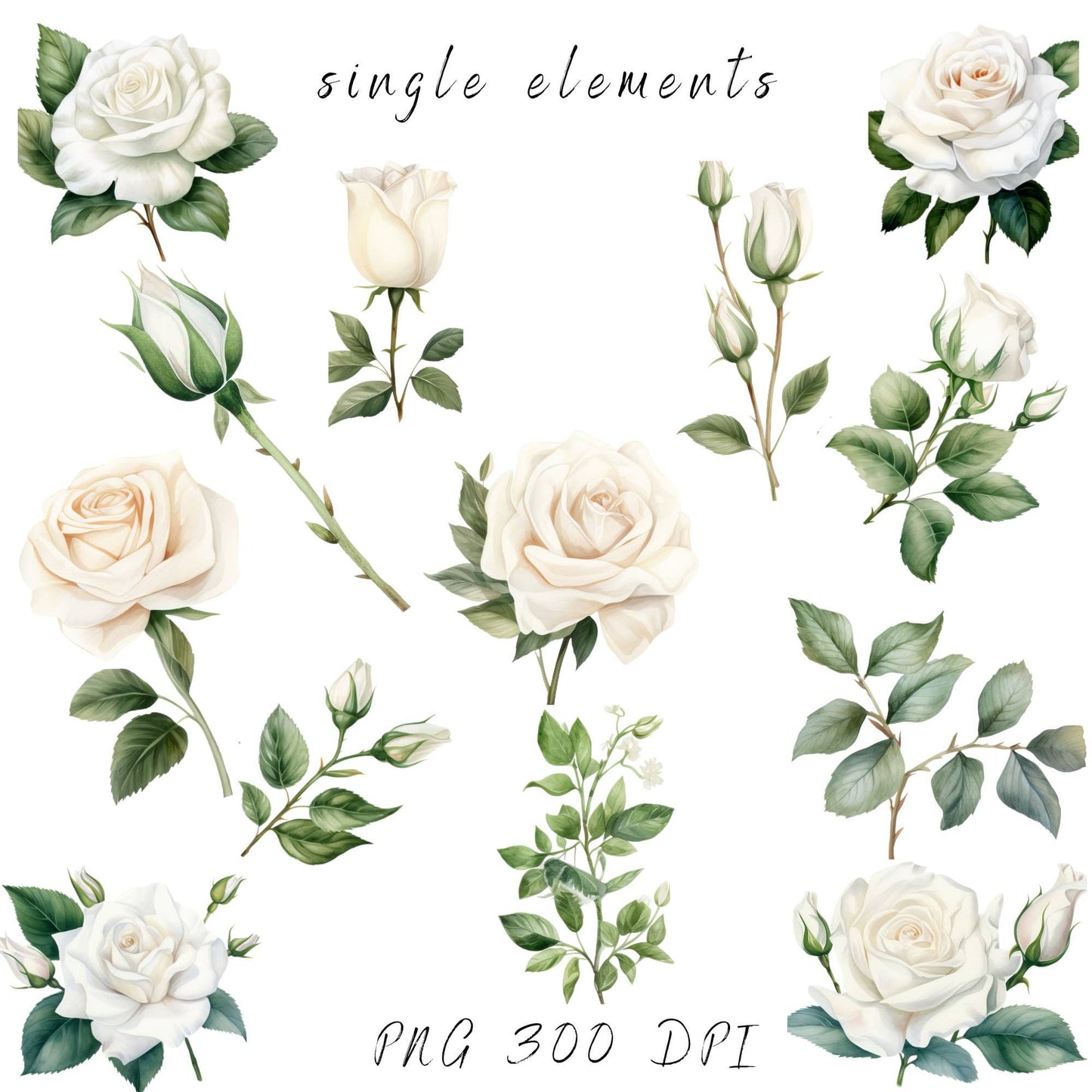 White Rose and Greenery Clipart