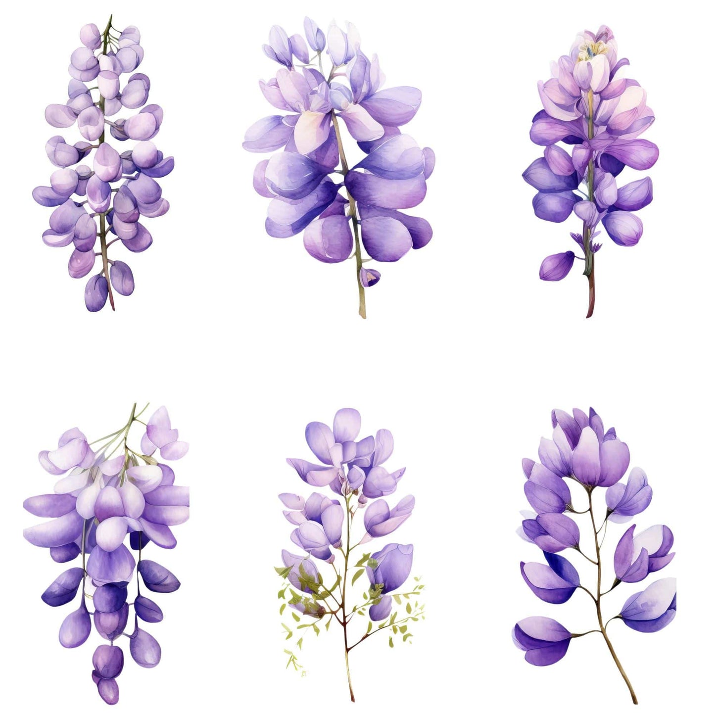 Wisteria Clipart